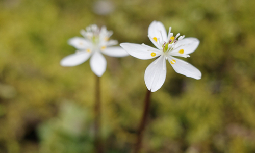 朝ドラ「らんまん」から考える私たちが学ぶべきこと！
