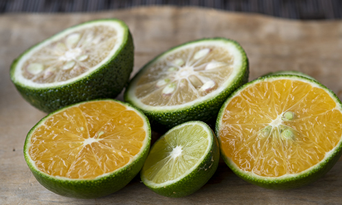 竹村の集大成！NPO法人「土佐伝統お座敷文化を守る会」設立！